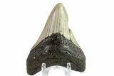 Fossil Megalodon Tooth - North Carolina #152985-1